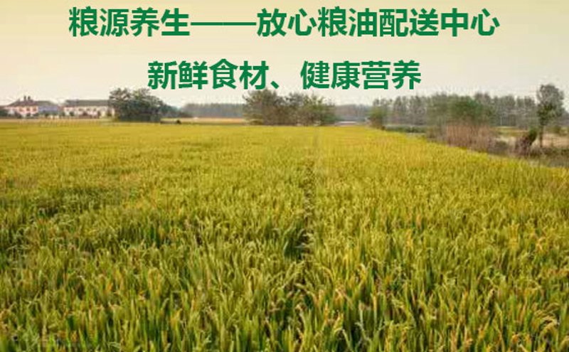 粮源直供