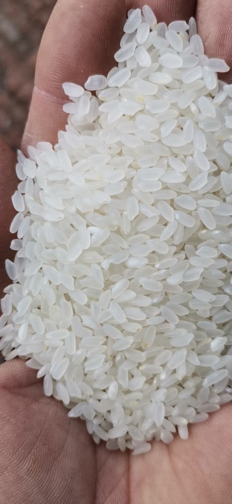 探寻大米市场的最新动态和批发趋势